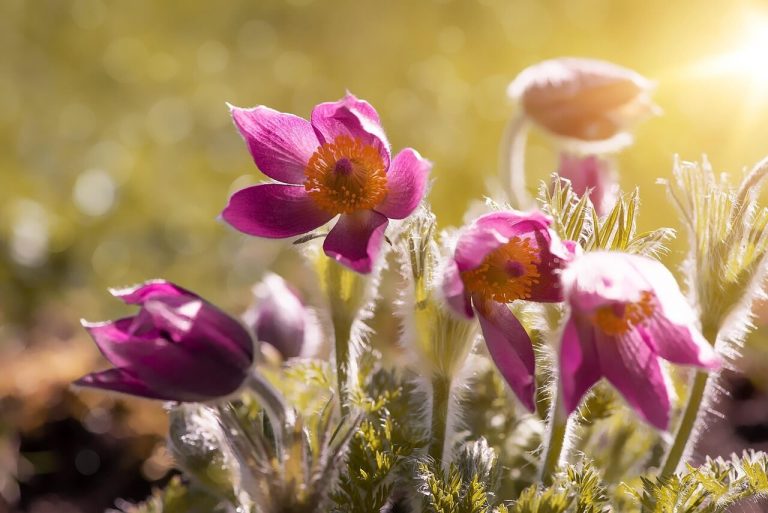 Wildemanskruid Paarse bloemen met oranje kern, omringd door fijne groene bladeren en een zachte achtergrond.